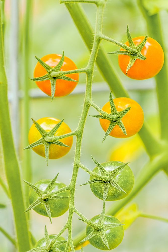 Issaquah-Washington State-USA Cluster of Sun Gold cherry tomatoes